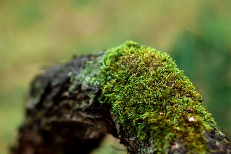 Moss on a log, on a tree, on a green blurred background.の写真素材