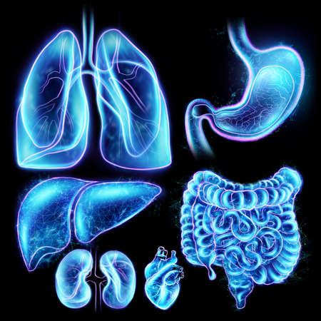 Human internal organs scan holographic projection isolated on black background. The concept of modern medicine, digital x-ray, new technologies, human anatomy. 3D illustration, 3D renderの写真素材
