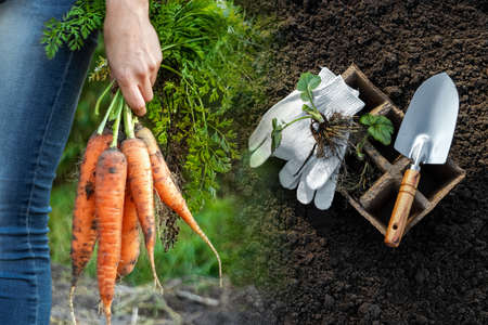 Farmer man working with a shovel in the vegetable garden, close-up. Planting seeds in the ground, beginning of the season, beds. copies the pattern spaceの写真素材