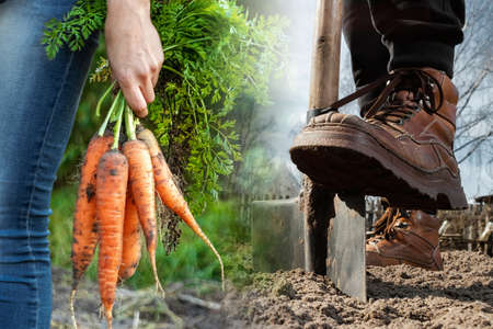 Farmer man working with a shovel in the vegetable garden, close-up. Planting seeds in the ground, beginning of the season, beds. copies the pattern spaceの写真素材