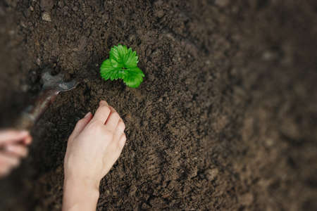 Farmer man working with a shovel in the vegetable garden, close-up. Planting seeds in the ground, beginning of the season, beds. copies the pattern spaceの写真素材