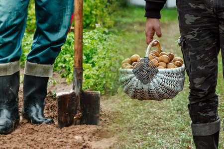 Farmer man working with a shovel in the vegetable garden, close-up. Planting seeds in the ground, beginning of the season, beds. copies the pattern spaceの写真素材