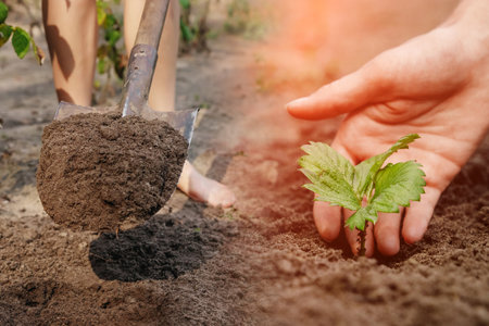 Farmer man working with a shovel in the vegetable garden, close-up. Planting seeds in the ground, beginning of the season, beds. copies the pattern spaceの写真素材