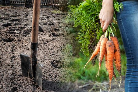 Farmer man working with a shovel in the vegetable garden, close-up. Planting seeds in the ground, beginning of the season, beds. copies the pattern spaceの写真素材