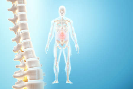 Medical poster anatomy of the human spine, the image of the bones. Arthritis, inflammation, orthopedic healthcare, fracture, cartilage, . Copy space, 3D illustration, 3D renderの写真素材