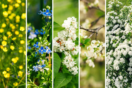 Collage, background with flowers. A set of vertical images with flowers on the streetの写真素材