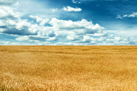 Beautiful yellow wheat field and blue sky with clouds.の写真素材