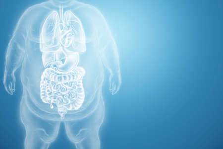 obesity problem. Effect of obesity on internal organs. Consultation and diagnosis by a doctor. Copy space, 3D render, 3D illustrationの写真素材