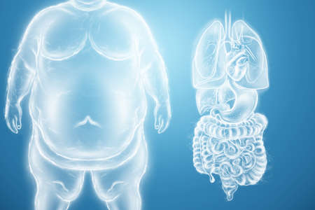 obesity problem. Effect of obesity on internal organs. Consultation and diagnosis by a doctor. Copy space, 3D render, 3D illustrationの写真素材