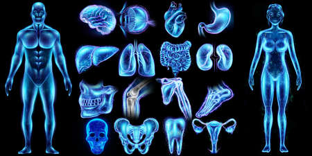 Medical concept, set of human organs and human bodies. Ultrasound, x-ray, hologram. Medical care, anatomy, transplantology. 3D illustration, 3D renderingの写真素材
