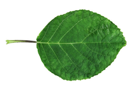 green plant leaves isolated on white background.の写真素材