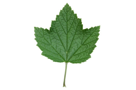 green plant leaves isolated on white background.の写真素材