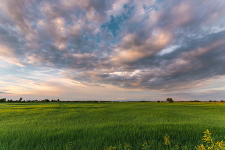 Beautiful sunset, clouds over the green field sunset over the field.の写真素材