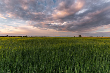Beautiful sunset, clouds over the green field sunset over the field.の写真素材
