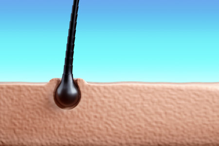 Restoration of damaged hair. Oil for restoring hair health. Human hair follicle close-up. The concept of hair care, hairdressing, spa. 3D illustration, 3D renderingの写真素材