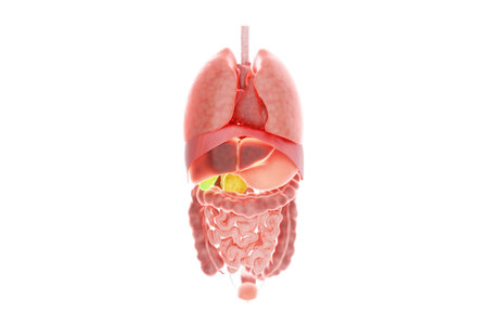 Human anatomy, structure of internal organs, abdominal region, thorax, isolate. Anatomy, health care, medicine, biology. 3D render 3D illustration copy space photorealismの写真素材