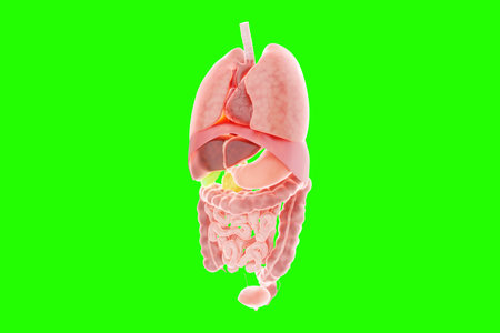 Human anatomy, structure of internal organs, abdominal region, thorax, isolate. Anatomy, health care, medicine, biology. 3D render 3D illustration copy space photorealismの写真素材