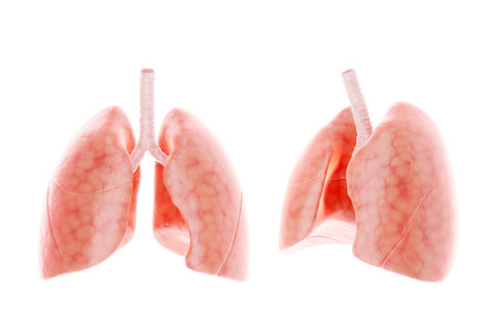 Human lungs isolated on white background, anatomy. Concept of health care, medicine, biology. 3D render, 3D illustration, copy space, photorealismの写真素材