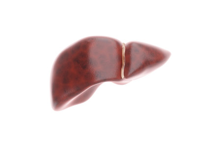 Human anatomy, liver on white background. Anatomy, health care, medicine, biology. 3D render, 3D illustration copy space photorealismの写真素材