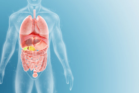 Human anatomy, structure of internal organs, abdominal region, thorax. Anatomy, health care,...