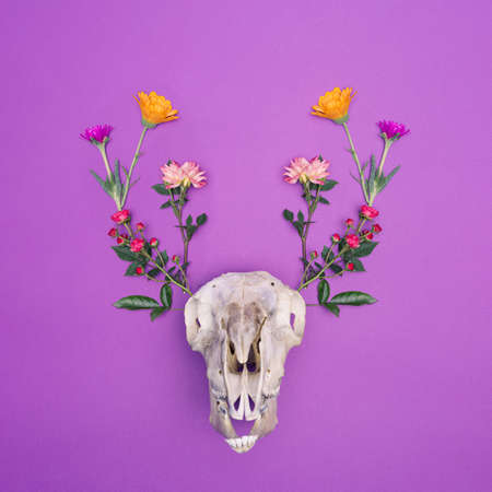 Goat bones on a purple background with flowers around it in the shape of horns. Flat lay.の写真素材