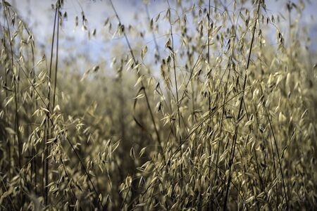 Field of oats in front of a blue sky.の写真素材