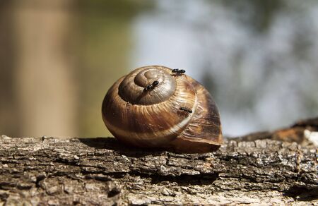 Snail shell atacked by forest ants in their natural environment, close up.の写真素材