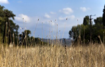 Meadow in late summer under the blue sky with clouds.の写真素材