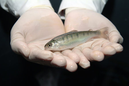small salmon hatchery in the hands of worker