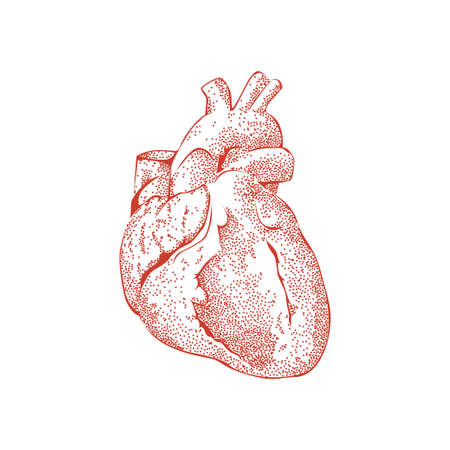 Vintage heart organ vintage. Vector illustration hand drawn art. Tattoo sketchのイラスト素材