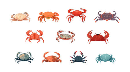 Crab set flat cartoon isolated on white background. vector isometric illustrationのイラスト素材