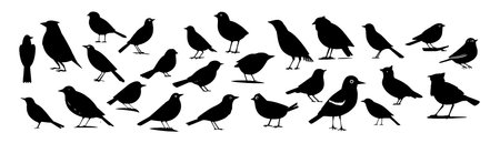 Black silhouette bird set isolated on white background. vector illustrationのイラスト素材