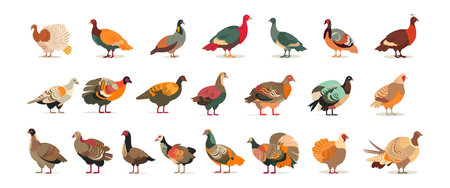 Turkey, farm animal set flat cartoon isolated on white background. Vector isolated illustrationのイラスト素材