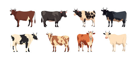 Cow, farm animal set flat cartoon isolated on white background. Vector isolated illustrationのイラスト素材