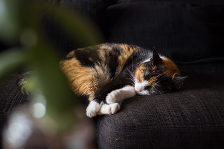 home cat sleeping on a sofaの写真素材