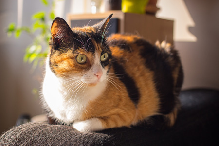 home cat at the sofaの写真素材