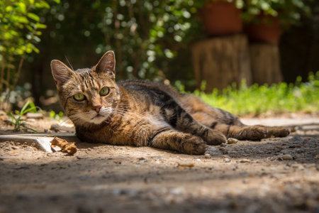 Alley cat resting in backyard