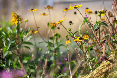 autumn flower gardenの写真素材