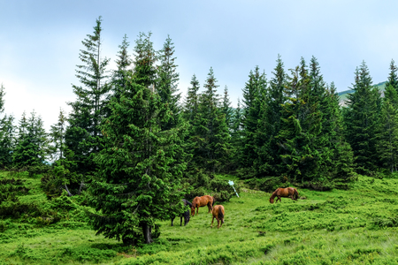 Mountain landscape in Dragobrat (Ukraine). Summer on the mountain of the famous ski area. After the ski tracks are used for cows.の写真素材