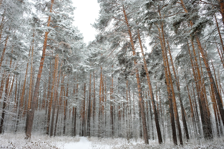 Forest in winter is completely frozen in Russia. Temperature is -30 ? C and everything is white and slow.の写真素材