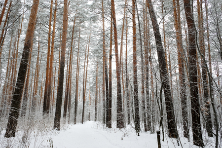 Forest in winter is completely frozen in Russia. Temperature is -30 ? C and everything is white and slow.の写真素材