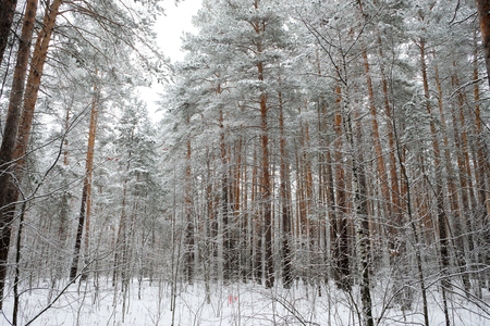 Forest in winter is completely frozen in Russia. Temperature is -30 ? C and everything is white and slow.の写真素材