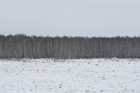 Forest in winter is completely frozen in Russia. Temperature is -30 ? C and everything is white and slow.の写真素材