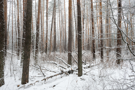 Forest in winter is completely frozen in Russia. Temperature is -30 ? C and everything is white and slow.の写真素材