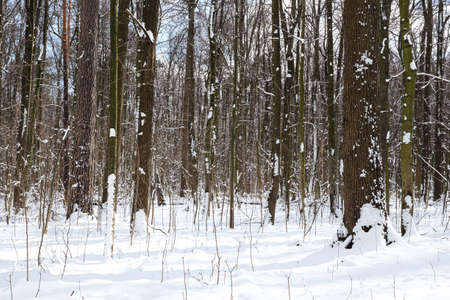 Woods in winter with snow in the park of Moscowのeditorial素材
