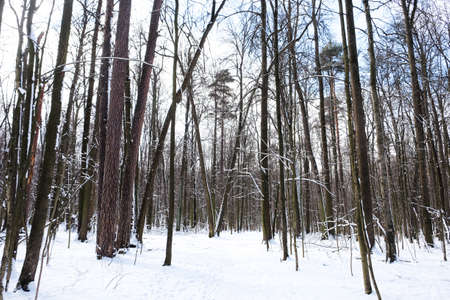 Woods in winter with snow in the park of Moscowのeditorial素材