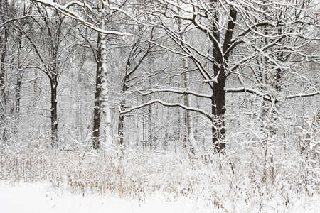 White woods during winter with the snow. Black branches without leaves. Flat light without shades and no sun.の写真素材