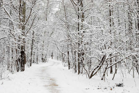 A pathway in the white woods during winter with the snow. Black branches without leaves. Flat light without shades and no sun.の写真素材