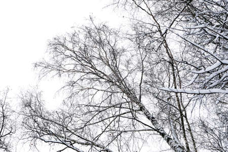 Black branches of trees in the white sky with snow in winterの写真素材