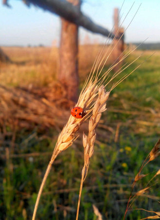 ladybirdの素材